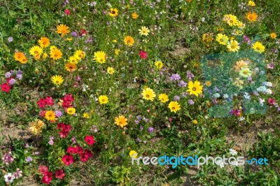 East Grinstead In Bloom Stock Photo