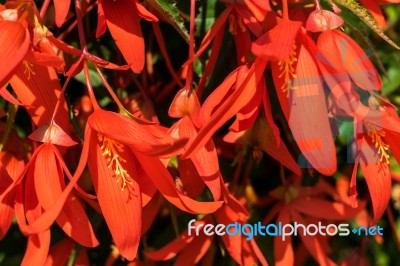 East Grinstead In Bloom Stock Photo