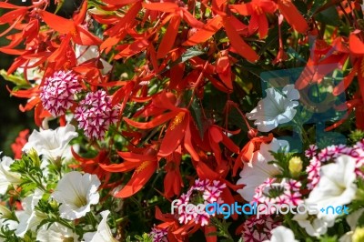 East Grinstead In Bloom Stock Photo