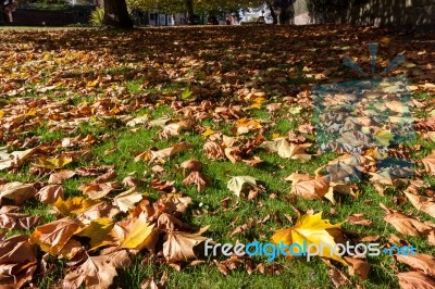 East Grinstead, West Sussex/uk - October 26 : London Plane Tree Stock Photo