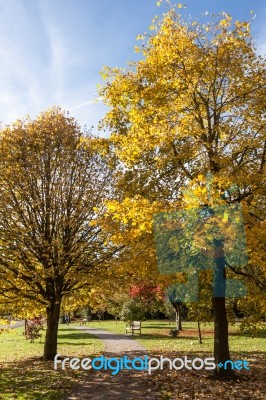 East Grinstead, West Sussex/uk - October 26 : Tulip Trees (lirio… Stock Photo