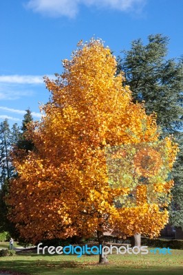 East Grinstead, West Sussex/uk - October 26 : Tulip Trees (lirio… Stock Photo