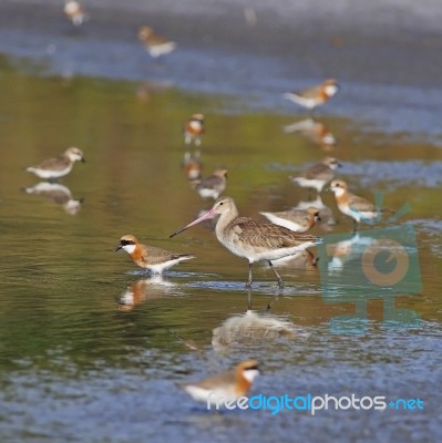 Eastern Black-tailed Godwit Stock Photo