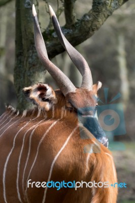 Eastern Bongo (tragelaphus Eurycerus Isaaci) Stock Photo