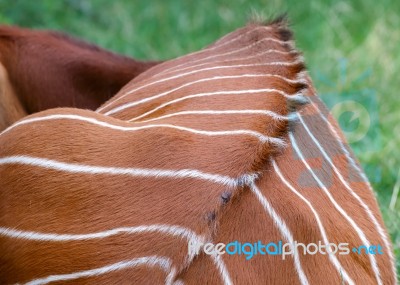 Eastern Bongo (tragelaphus Eurycerus Isaaci) Stock Photo