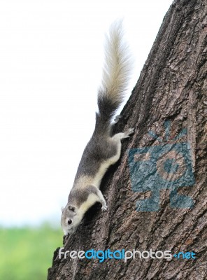 Eastern Gray Squirrel On A Tree Stock Photo