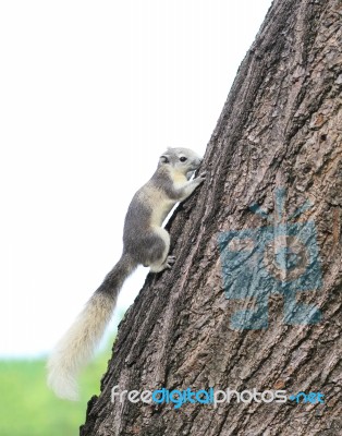 Eastern Gray Squirrel On A Tree Stock Photo