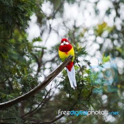 Eastern Rosella Resting On A Branch Stock Photo