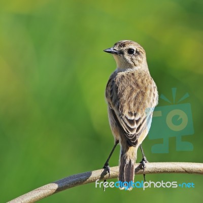 Eastern Stonechat Stock Photo