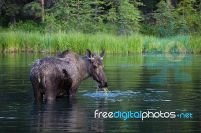 Eating Moose Stock Photo