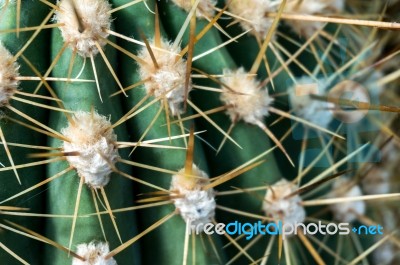 Echinopsis Atacamensis Stock Photo