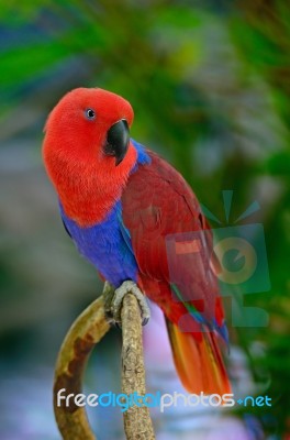 Eclectus Parrot Stock Photo