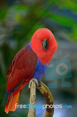 Eclectus Parrot Stock Photo