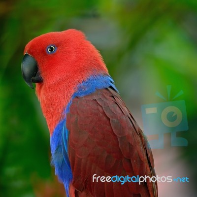 Eclectus Parrot Stock Photo