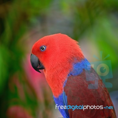 Eclectus Parrot Stock Photo