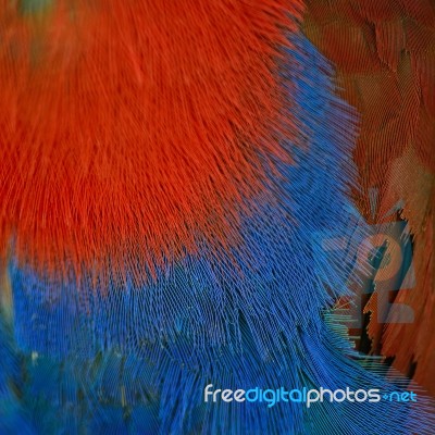 Eclectus Parrot Feather Stock Photo