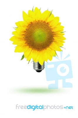 Eco Sunflower Stock Image