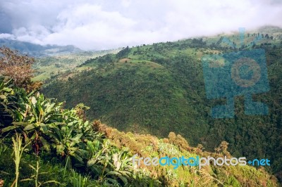 Ecuador As It Is: The Andes, The Sky And Bananas Stock Photo