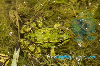 Edible Frog (pelophylax Esculentus) Stock Photo