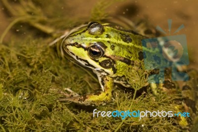 Edible Frog (pelophylax Esculentus) Stock Photo