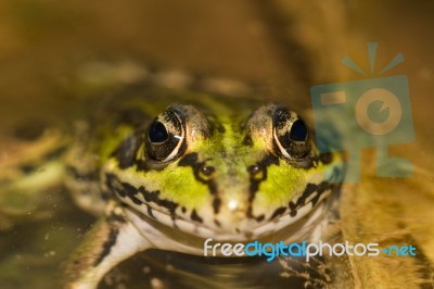 Edible Frog (pelophylax Esculentus) Stock Photo