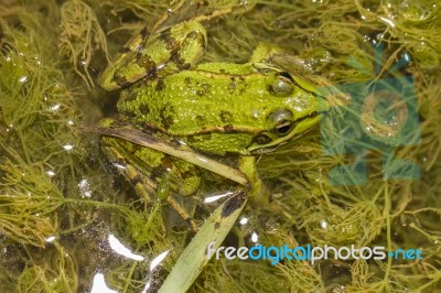 Edible Frog (pelophylax Esculentus) Stock Photo