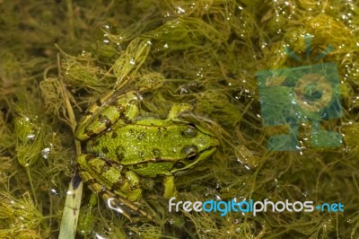 Edible Frog (pelophylax Esculentus) Stock Photo