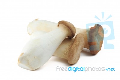 Edible Mushroom Stock Photo