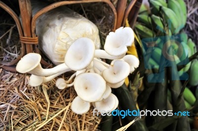 Edible Mushrooms Stock Photo