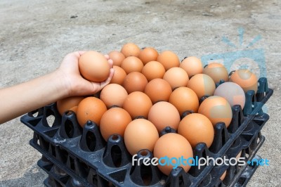 Egg Stock Photo