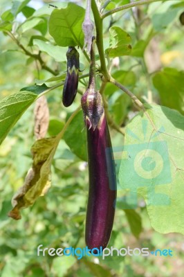 Eggplants Stock Photo