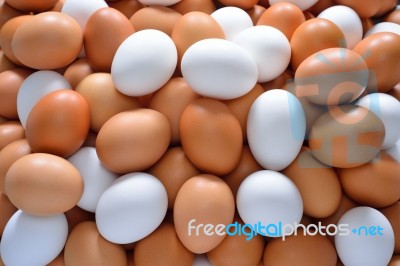 Eggs Stock Photo