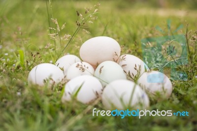 Eggs Stock Photo