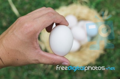 Eggs Stock Photo