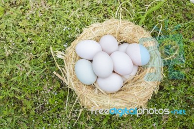 Eggs Stock Photo