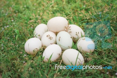 Eggs Stock Photo