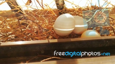 Eggs Stock Photo