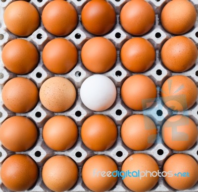 Eggs Carton With Duck Egg,eggs In A Box,eggs Difference Concept Stock Photo