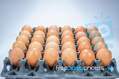 Eggs Chicken For Eat Stock Photo