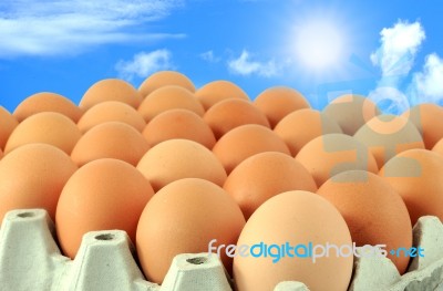 Eggs In Carton Stock Photo