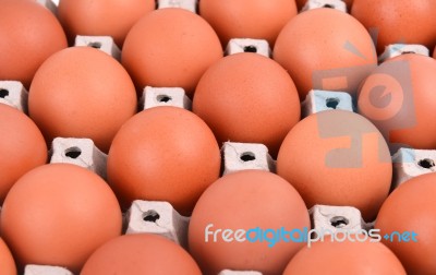 Eggs In Paper Tray Stock Photo