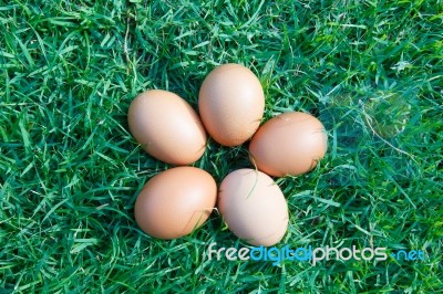 Eggs In The Green Grass Stock Photo