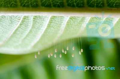 Eggs Of Green Lacewing Stock Photo