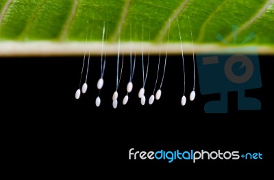 Eggs Of Green Lacewing Stock Photo