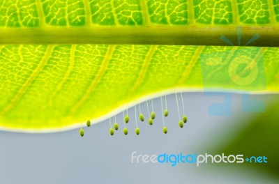 Eggs Of Green Lacewing Stock Photo