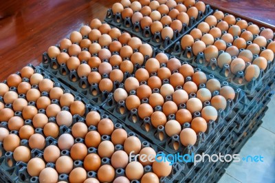 Eggs Panel Stock Photo