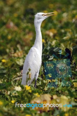 Egret Stock Photo