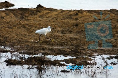 Egret At Dungeness Stock Photo