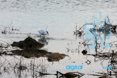 Egret At Dungeness Stock Photo