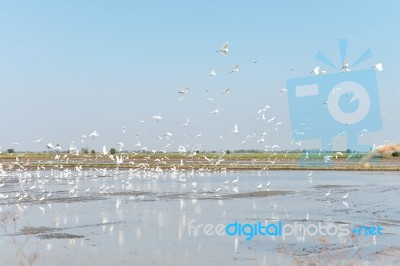 Egret Feeding Fish In Rice Fields Stock Photo